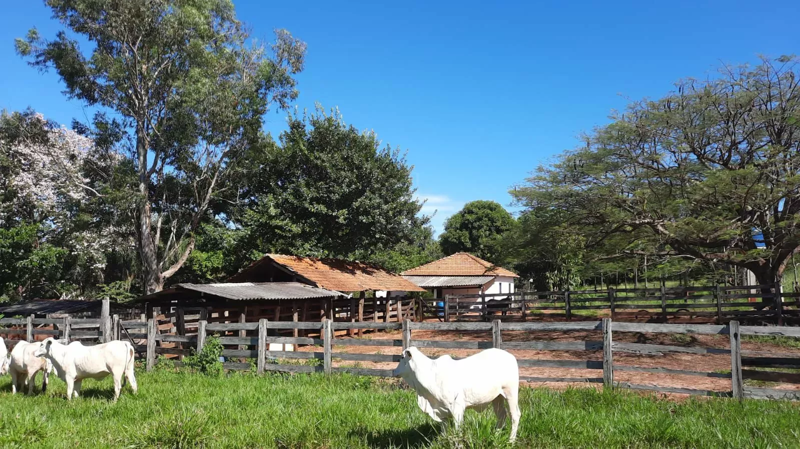 Comprar Fazenda